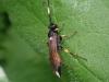 Ichneumon sp.